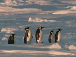 WS Adult penguins on sea ice / EkstrÃƒÂ¶m Ice Shelf,Atka Iceport Emperor Penguin Colony,  Queen Maud land, Antarctica Stock Footage