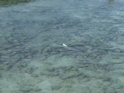 Nurse Shark Stock Footage