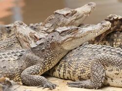 Crocodile Stock Footage