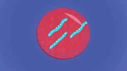 TED-ED: How do scars form? - Sarthak Sinha Instructional Video