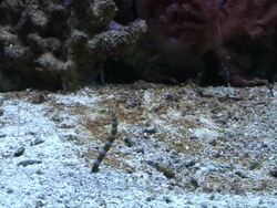 Garden eel (Heteroconger) Stock Footage