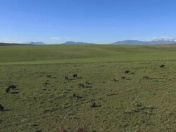 WS AERIAL View of Bisons on open grass / Westclife, Colorado, United States Stock Footage