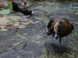 Duck cleaning its feathers. Stock Footage