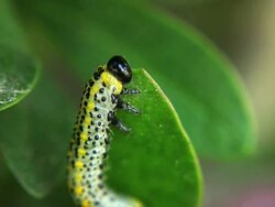 Vermin Stock Footage