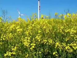 Oilseed Rape And Wind Turbine Stock Footage