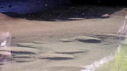 Mosquitoes Swarming Stock Footage