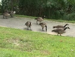 Canada Geese Stock Footage
