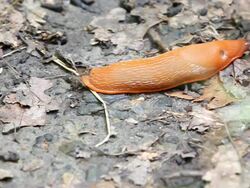 Orange giant slug Stock Footage