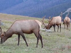 HD video Colorado bull elk trio Stock Footage