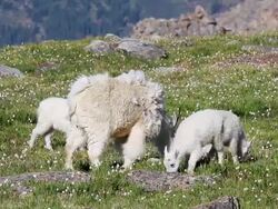 MS Mountain goat nanny with kids grazing on tundra / Idaho Springs, Colorado, United States Stock Footage