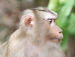 Monkey Stock Footage