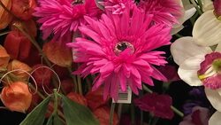 Flowers in Florsit News Clip