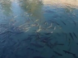 Fish Lake (Balikli Gol), Sanliurfa, Turkey Stock Footage