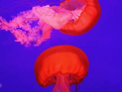 Sea Jellyfish, Chrysaora fuscescens, Pacific sea nettle, Pacific Ocean Stock Footage