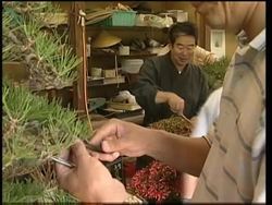 Bonsai gardening is increasingly popular among younger generations News Clip
