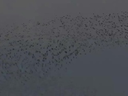 Flock of starlings; with audio Stock Footage
