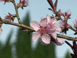 CU Blooming almond tree / Kastel-Staadt, Rhineland-Palatinate, Germany Stock Footage