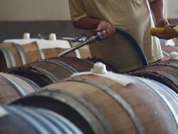 MS Man filling barrel in barrel room of winery / Zillah, Washington, USA        Stock Footage