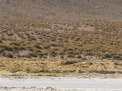 WS Shot of Vicunia, Vicugna grazing on Puna grassland in Andes mountains / San Pedro de Atacama, Norte Grande, Chile Stock Footage