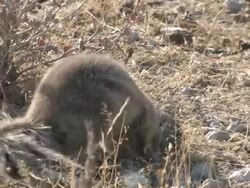 squirrel Stock Footage