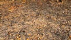 Panning of land after burning Stock Footage