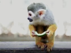 Two Monkey Stock Footage