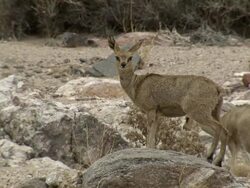 MS Shot of two Klipspringers / Limpopo, South Africa Stock Footage