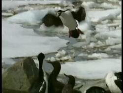 MS Imperial Shag, Phalacrocorax atriceps, landing on rock near icy water, Antarctica Stock Footage