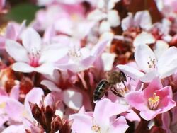 Macro bee fetching pollen Stock Footage