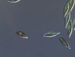 ECU T/L Shot of Naviculoid Diatoms moving and diatoms are primary producer of hydrocarbons which after millions of years of being buried underground are precursor to crude oil. Stock Footage