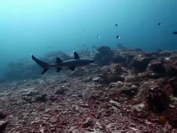 MS TS Shot of White tip reef shark swimming over coral rubble / Sipadan, Semporna, Tawau, Malaysia Stock Footage