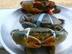 big crab Stock Footage