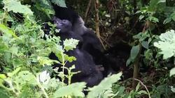 CLEAN : Extinction threatens some 60 percent of primates: study News Clip