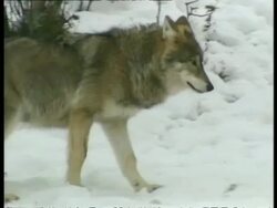 MS pair of Grey wolves, Canis lupus, eating goat, Arctic Circle Stock Footage