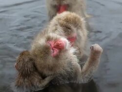 Japanese Macaques ( Macaca Fuscata ) monkeys, Jigokudani nature reserve, Chubu, Japan, Asia Stock Footage