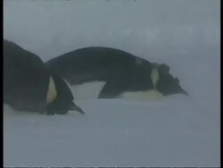 MS Emperor penguins lying down on ice during blizzard, Antarctica Stock Footage