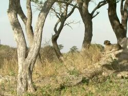  MS Cheetahs resting in shade at base of termite mound / Okavango Delta, North West District, Botswana Stock Footage
