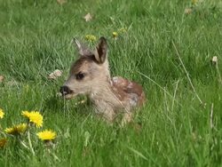 MS Deer laying in meadow / Vieux Pont, Normandy, France Stock Footage