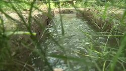 CLEAN : Pakistani mango growers slice in to India market News Clip