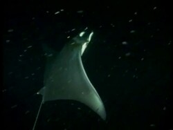 MCU Manta ray swimming in dark water Stock Footage