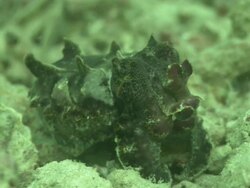 Flamboyant Cuttlefish (Metasepia pfefferi), Kapalai, Sipadan, Borneo Stock Footage