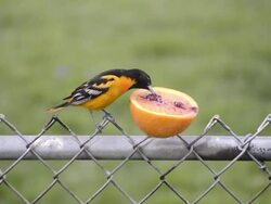 WS View of male oriole (Icterus galbula) eating grape jelly on top of orange on fence / Valparaiso, Indiana, United States Stock Footage