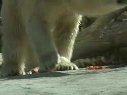 (HD1080i) Wet Polar Bear Eats after Swimming Stock Footage