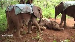 Baby elephants in an elephant sanctuary News Clip