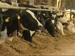 NEWS FEATURE Hike in dairy prices blamed on exports and production quotas News Clip