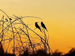 Silhouette Two blue tailed Bee eater on a branch.(Merops philippinus) Stock Footage
