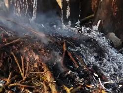 HD - Burning Forest Stock Footage