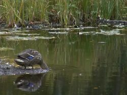 Mallard Stock Footage