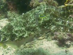 Cuttlefish Stock Footage
