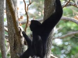 Gibbon Stock Footage